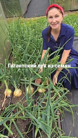 Гигантский, вкусный лук из семян