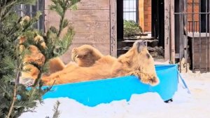 Кайфующий кверху брюхом медведь из Красноярского зоопарка умилил соцсети