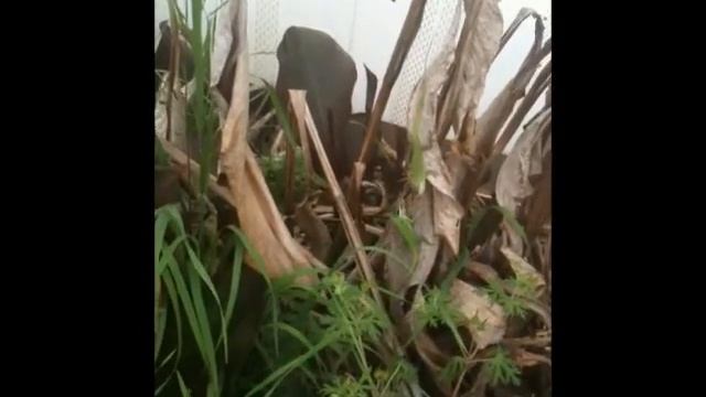 Two Anoles fighting смотреть онлайн