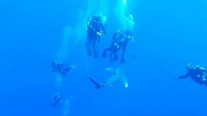 ELPHINSTONE REEF, АКУЛА