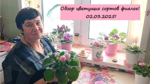 Обзор Цветущих сортов Фиалок! 02.03.2025!