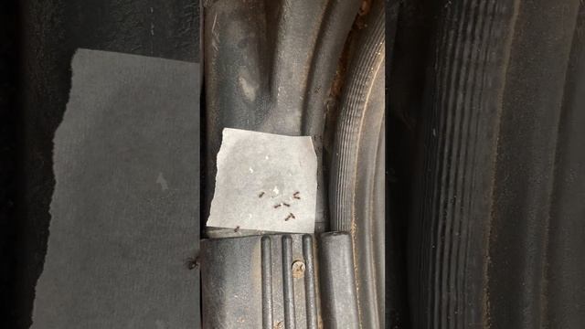 муравьи в машине и как от них избавиться смотреть онлайн