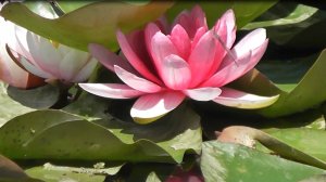 Красивые лилии  украшение пруда.