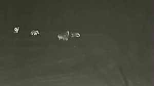 Охота на кабана с подхода с IRAY SCT 35 V1.