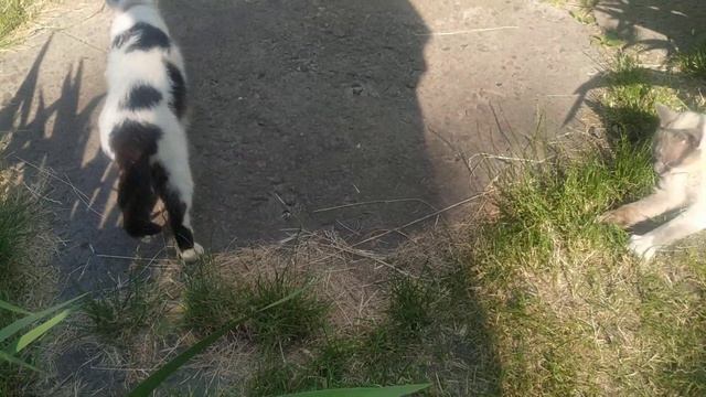 Под пение птиц смотреть онлайн