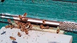 Спустя месяц после первого облета 07/04/2019. Вода и обножка.