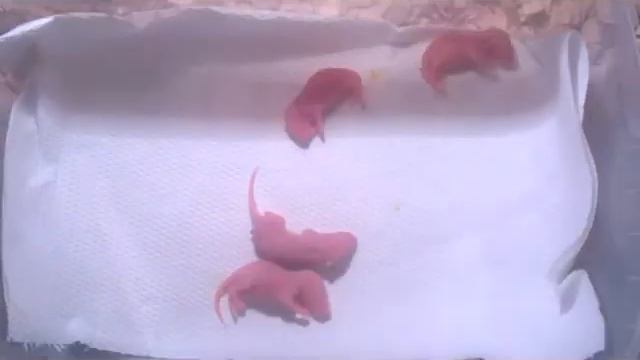 Krmení - Korálovka mexická - Lampropeltis mexicana greeri смотреть онлайн