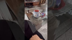подбор смешных видео с котиками