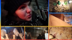 Улучшила условия у коз и готовимся к сезону бройлеров