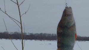 два окуня , и один сход