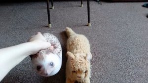 Приключения Хренобуса Сезон 1 Серия 3 Возвращение ведьмы