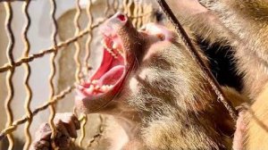 Люська УЛЫБНУЛАСЬ гамадрильей улыбкой и устроила ДОСМОТР моих карманов!