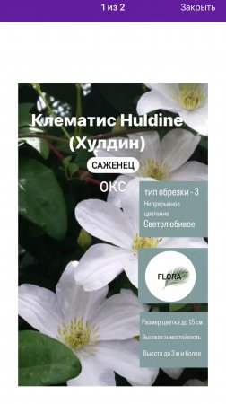 Приобретение клематиса Wildberries ссылку дам зала по запросу.