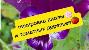 ПИКИРОВКА ТОМАТНЫХ ДЕРЕВЬЕВ🍅, ПИКИРОВКА ВИОЛЫ🌸.#огород #цветы #томаты #пикировка