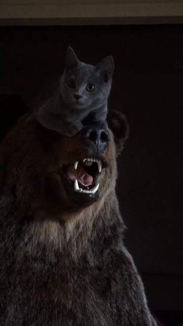 Медведь в лапах саблезубого.😼 #shorts смотреть онлайн