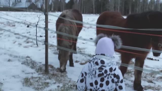Suomi с новым 2017 годом