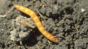 Простой способ уничтожить проволочник на своем участке