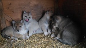 Щенки в святое воскресенье