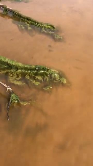 Пень на пляже #shorts смотреть онлайн