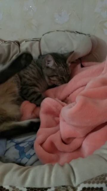 Кот тащится:) Какой все же вы мягкий плед купили :) смотреть онлайн