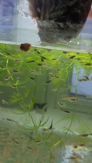 #гуппи #guppy #рыбки #fishing #рыбалка #мальки #хобби #fish #ампулярии #разводня смотреть онлайн