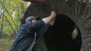Удивительная построика хижины в старом дереве