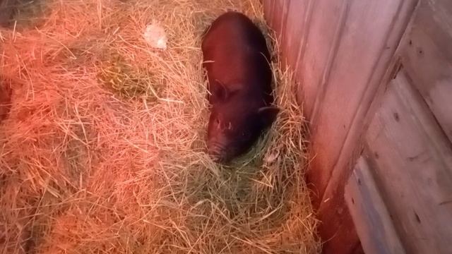 Как утка приняла утят смотреть онлайн