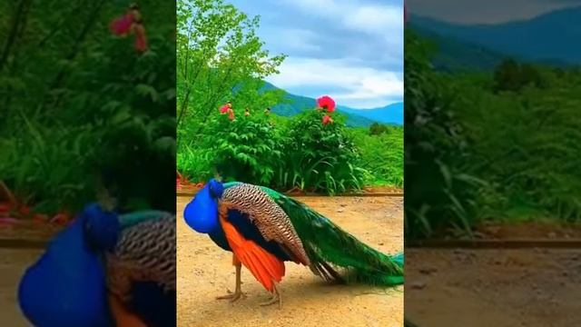 The Stuffed Shirt Peacock Фаршированная Рубашка Павлин смотреть онлайн