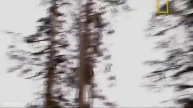 Вертолёты. Лесозаготовка
