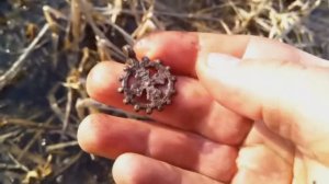 КАК ОН НАШЕЛ ЕЕ ВСЕ ЗАОРАЛИ