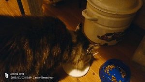 Нормально так, кот Норман  мейн-кун начал пить коровье молоко 🤨.mp4