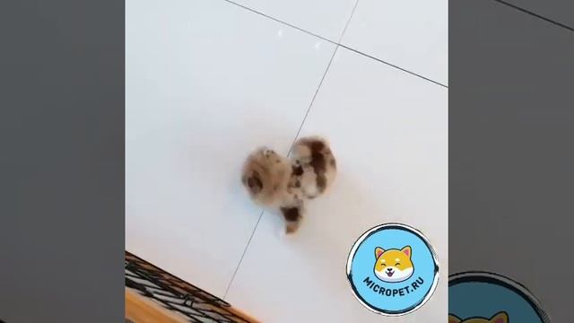 Корейские Микро Щенки в России смотреть онлайн