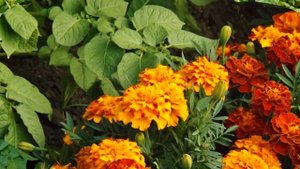 Бархатцы и картофель