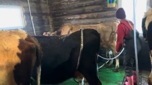 На ферме дел много! Работаем на двух тракторах! МТЗ и ЙОТА в деле!