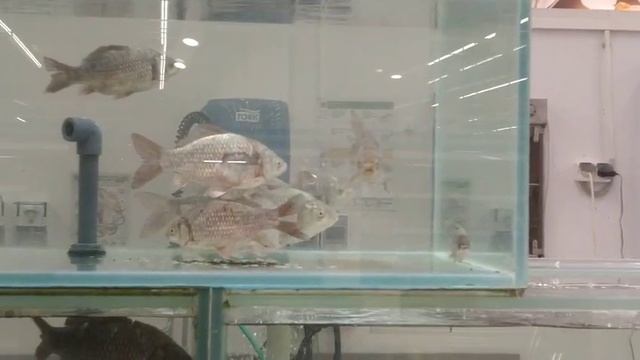 Караси в супермаркете Ашан. Очень интересный видос.