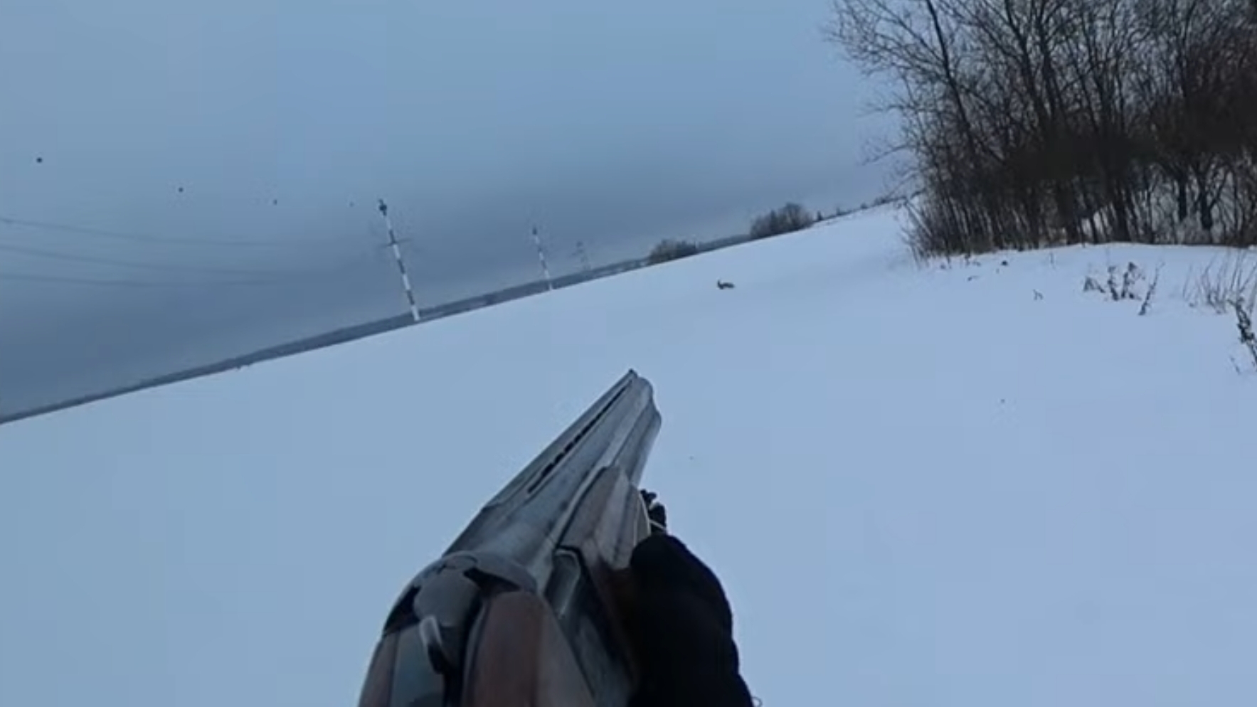 Охота на зайца в Ленинградской области сезон 2023-2024.  16.12.2023год. смотреть онлайн