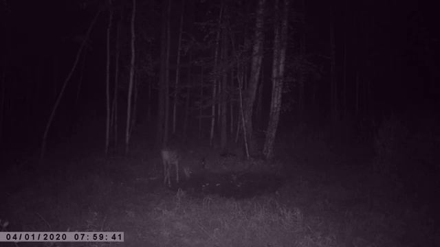 КОСУЛЯ С ЧЕРНОЙ МЕТКОЙ ФОТОЛОВУШКА смотреть онлайн