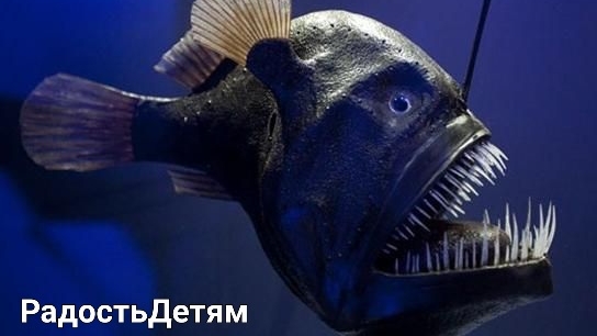 Удивительные факты о рыбе удильщике для детей