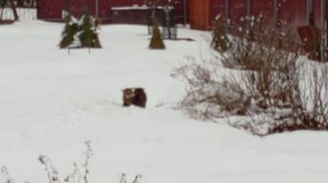 Два родных брата Моисей и Ной выясняют отношения.😼🐱🏡