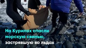 На Курилах спасли морскую свинью, застрявшую во льдах