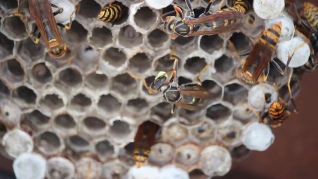 アシナガバチ смотреть онлайн