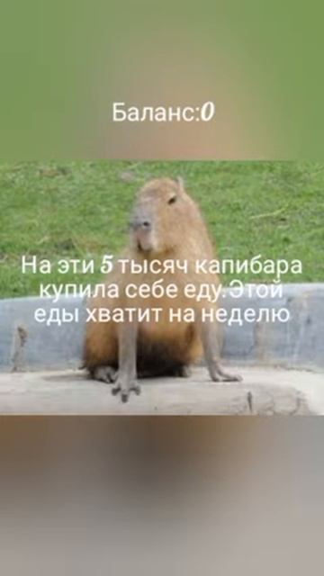 р_е_к_о_м_е_н_д_а_ц_и_и_ капибара