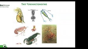 тип членистоногие