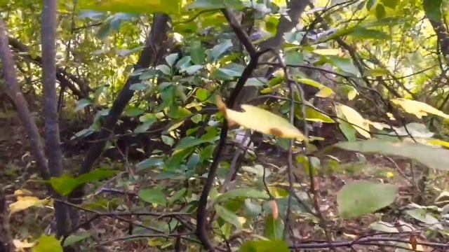 Поход в жуткий лес