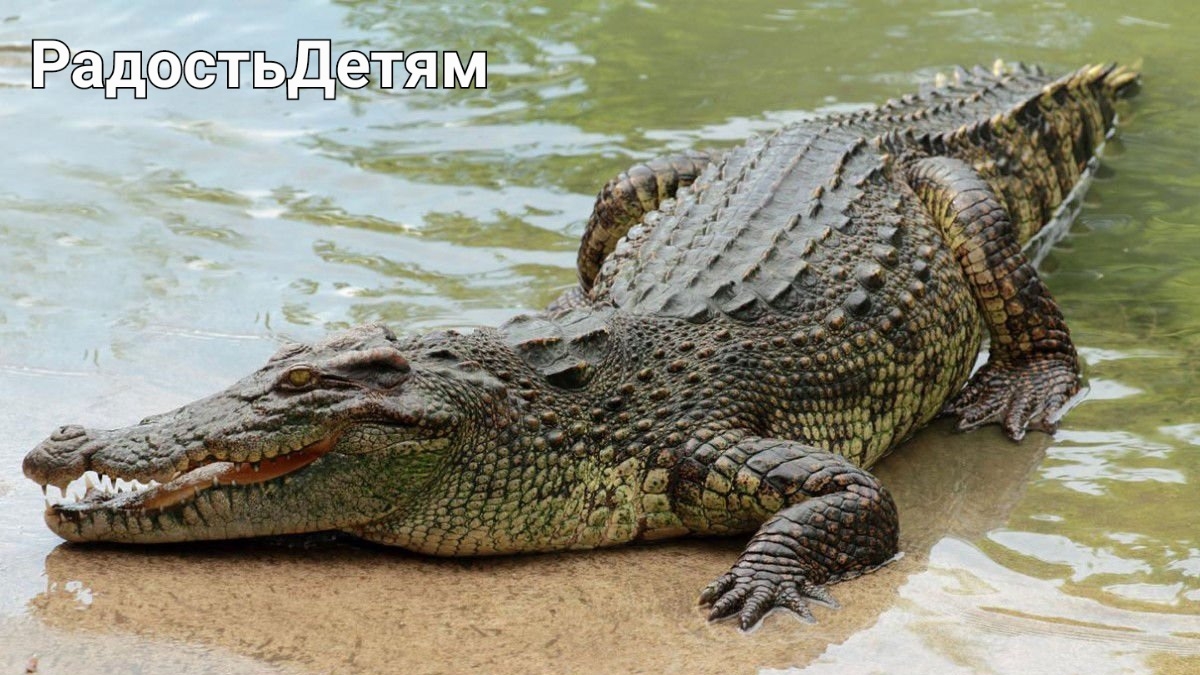 Удивительные факты о крокодилах для детей