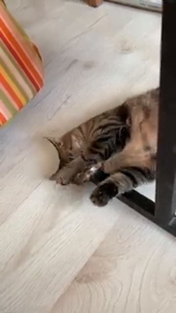 вкусный стул смотреть онлайн