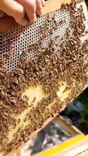 РОЙ ПРИНЕС МЁДУ #рой #пчеловодство #пчелы #соты #beekeeping #honey смотреть онлайн