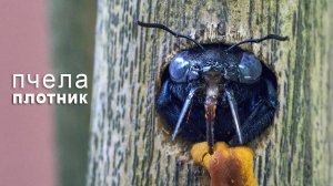 Пчела - плотник. Как живет Ксилокопа и как кусает (проверенно на себе).