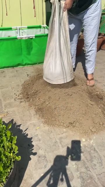 How I grow Loki in my terrace garden смотреть онлайн