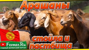 Арашаны Рамиса Джумабаева. Кочкоры-производители: Караш, Буйрук. Овцематки, ярки, ягнята. Кыргызстан